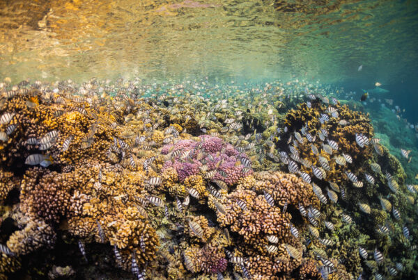 French Polynesia: Sunset Spawn // WILDLIFE PHOTO