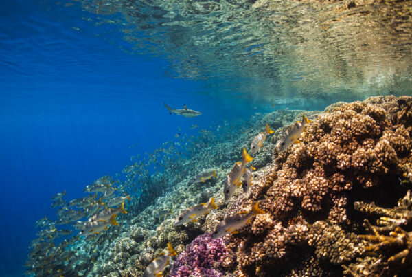 French Polynesia: Swim School // WILDLIFE PHOTO