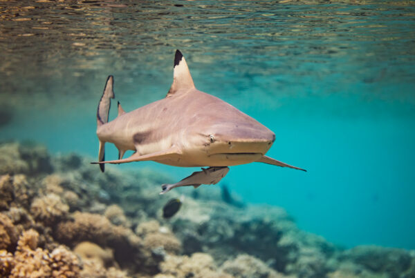French Polynesia: Who Are You // WILDLIFE PHOTO