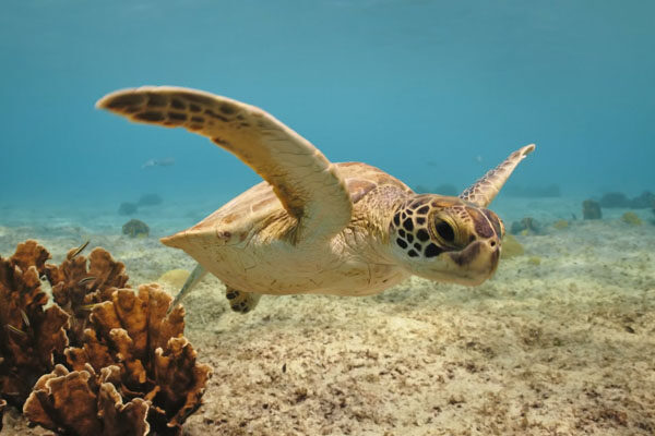 A Sea Turtle Lullaby