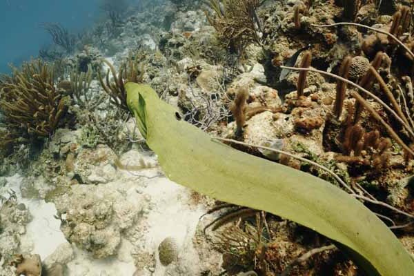Eels Of Bonaire