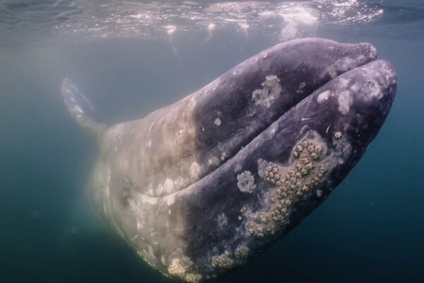 Gray Whales Of Magdalena Bay