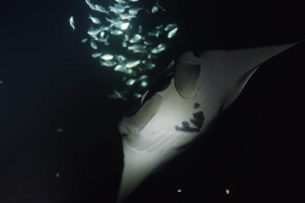 Mantas At Night