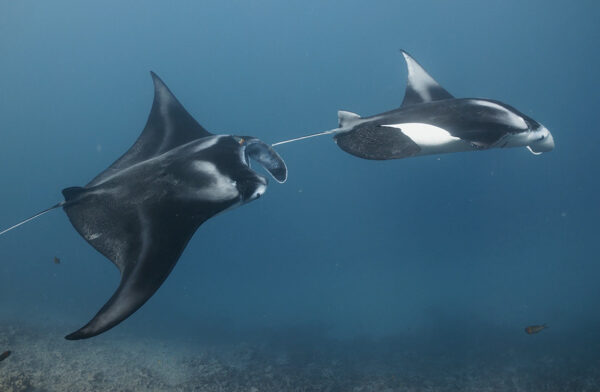 Swimming With Mantas